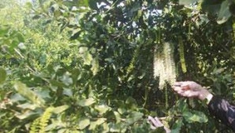 Cây Cu bung. Vernonia macrochaenia - Cây Thuốc Nam Quanh Ta